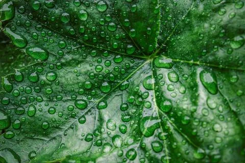 Green Leaf Covered with Fresh Rain Droplets. Stock Photos