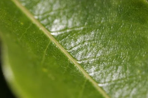 Green Leaf CPP-7462 Stock Photos