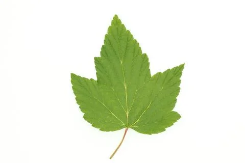 Green leaf of currant on a white background for design, vertical frame. Foto stock