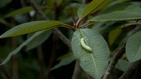 Green leaf cutter caterpillar close up macro 4K Stock-Footage 133472592