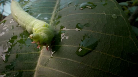 Green leaf cutter caterpillar close up macro 4K Stock-Footage 133472713