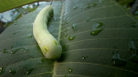 Green leaf cutter caterpillar close up macro 4K Stock-Footage 133472733