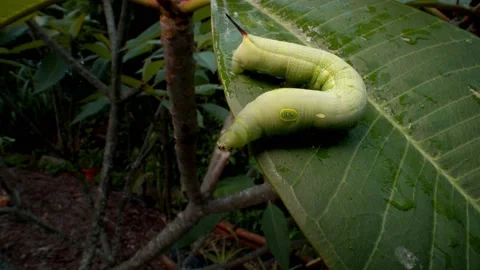 Green leaf cutter caterpillar close up macro 4K Stock-Footage 133472975