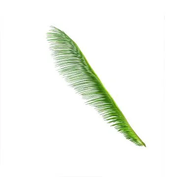 Green leaf of cycads tree background Stock Photos