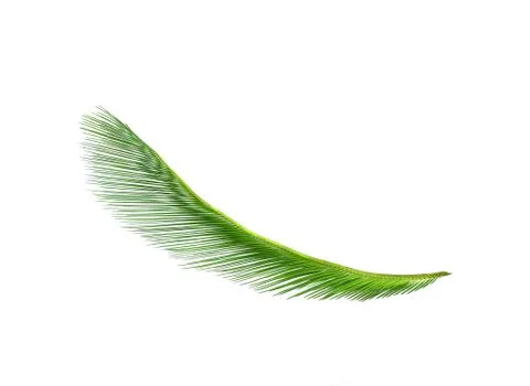 Green leaf of cycads tree background Foto stock