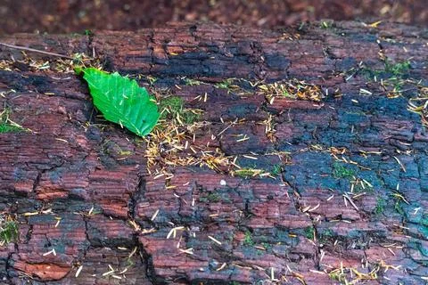 A green leaf on a damp fallen log at Oswald West State Park Stock Photos