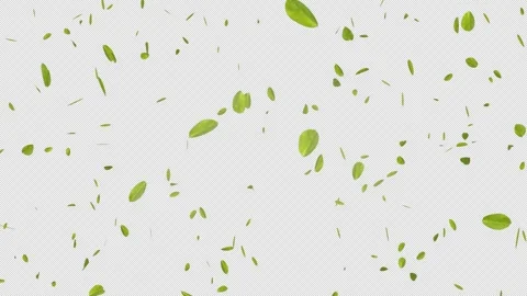 A green leaf dancing in the wind and drifting toward the foreground Stock Footage 332228165