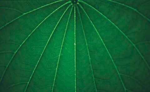 Green leaf dark background texture and wallpaper Stock Photos