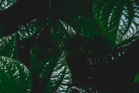 Green leaf, dark tone background Stock Photos