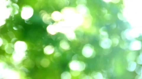 Green leaf defocus Stock Footage