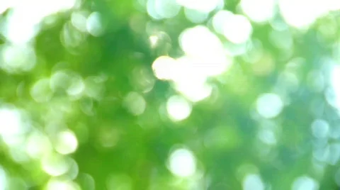 Green leaf defocus 스톡 동영상 524367