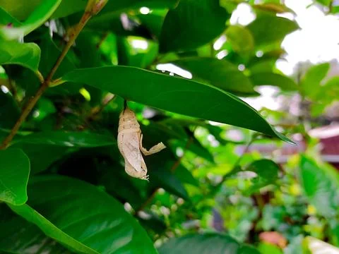 Green leaf with delicate butterfly cocoons suspended beneath it. Stock Photos