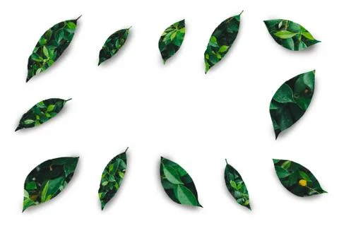 Green leaf design on white background 스톡 사진