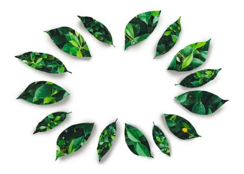 Green leaf design on white background Stock Photos