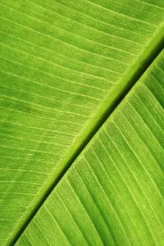 Green leaf detail Stock Photos