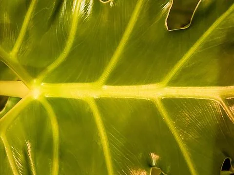 Green Leaf Detail Stock Photos
