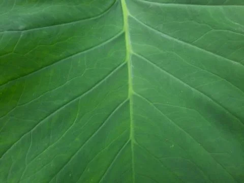 Green leaf details Leaf background	 Foto stock