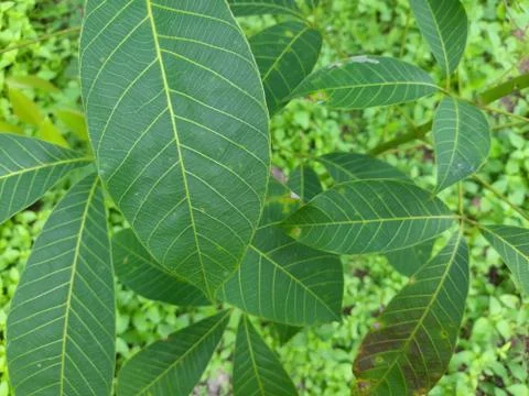Green leaf details Leaf background	 스톡 사진