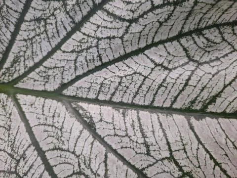 Green leaf details Leaf background	 Foto stock