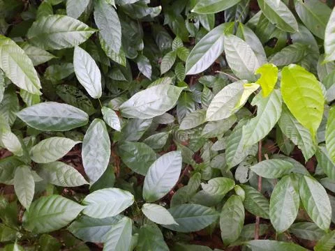 Green leaf details Leaf background	 스톡 사진