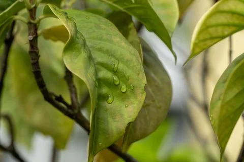 Green leaf with dew drops hanging from its edge Stock Photos