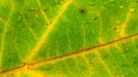 Green leaf with dew drops. Macro, close-up 4k video Stock Footage 70496268