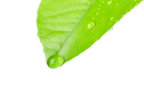 Green leaf with dew drops Stock Photos