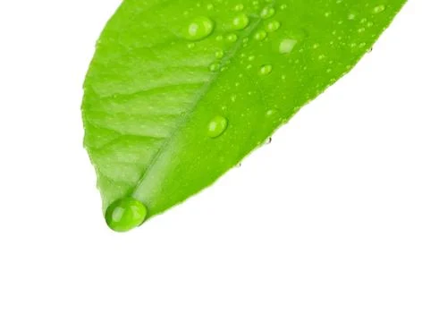 Green leaf with dew drops Stock Photos