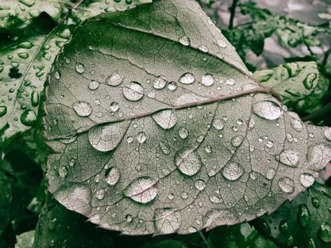 Green leaf with dew drops Stock Photos