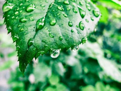 Green leaf with dew drops Stock Photos