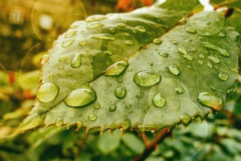 Green leaf with dew drops Stock Photos