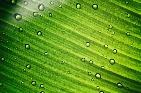 Green leaf with dew drops Stock Photos