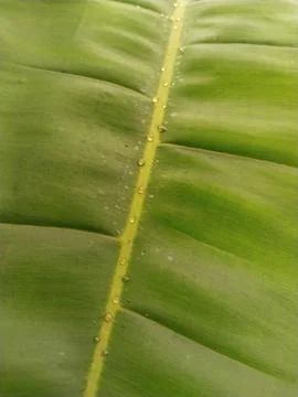 Green Leaf with Dew Drops 写真素材