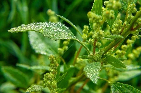 Green leaf with dew drops Stock Photos