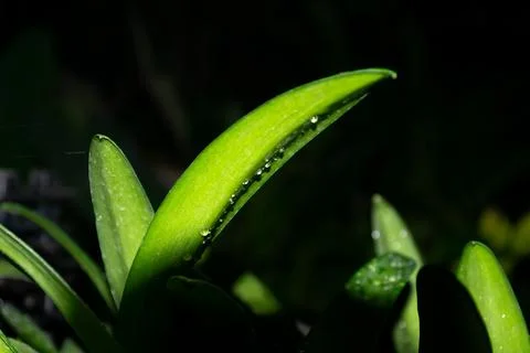 Green Leaf With Dew Drops Stock Photos