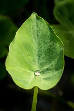 Green leaf with dew Stock Photos