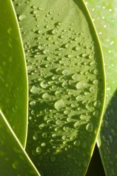 Green leaf - dewdrops Stock Photos