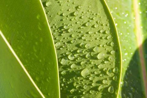 Green leaf - dewdrops Stock Photos