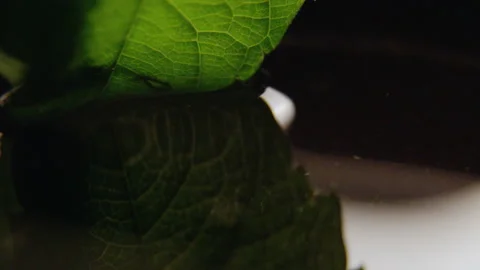 Green leaf dips into water and drags along small droplets Stock Footage 231218791