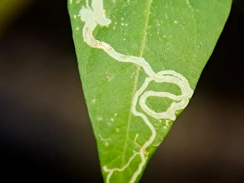 A green leaf displays meandering patterns, possibly caused by an insect or .. Stock Photos