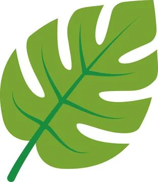 Green Leaf With a Distinctive Shape and Pattern Found in Tropical Regions o.. Stock Illustration