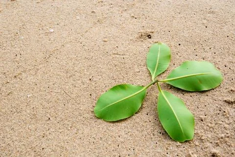Green leaf drop on  beach Stock Photos