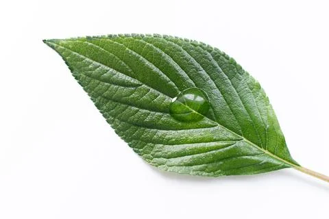 Green leaf with drop isolated Stock Photos