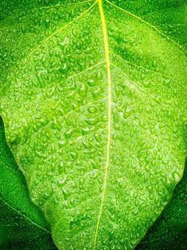 Green leaf with drop Stock Photos