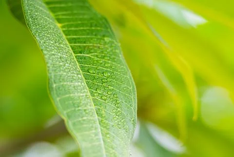 Green leaf with drop Stock Photos