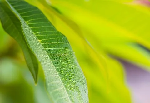 Green leaf with drop Stock Photos