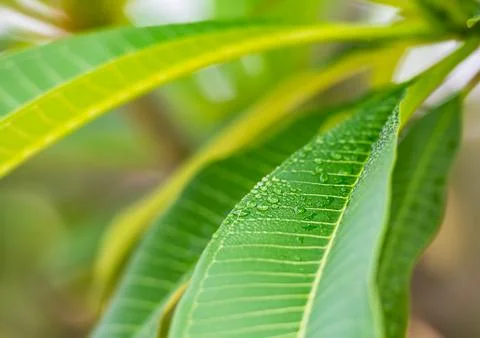 Green leaf with drop Stock Photos