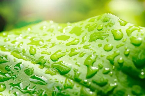 Green leaf with drop Foto stock