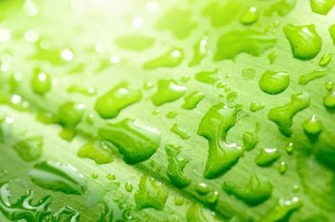 Green leaf with drop Stock Photos