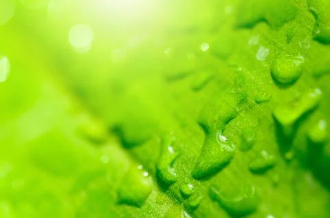 Green leaf with drop Foto stock